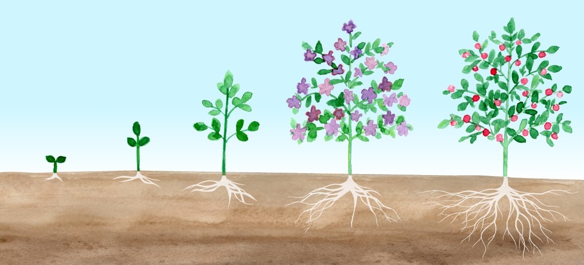 土壌から芽を出す